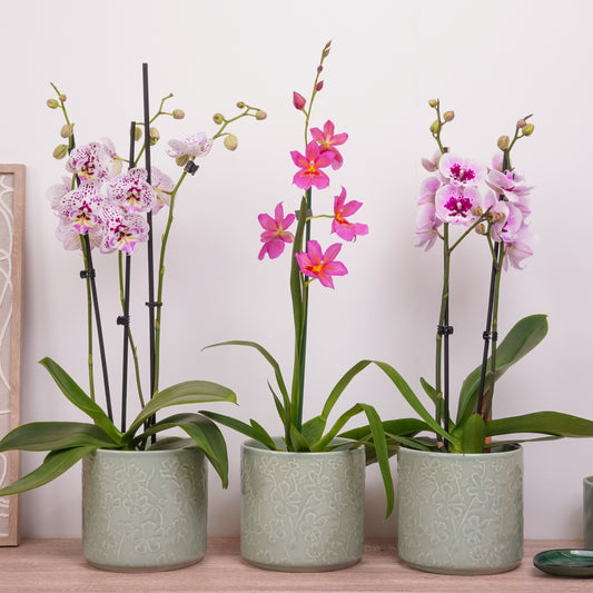 Pink Edition Orchid | Plant Bundle | 