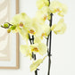 Phalaenopsis Orchid | Golden Coin