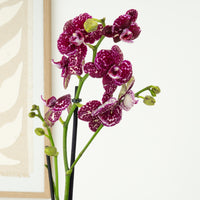 Phalaenopsis Orchid | Wildcat