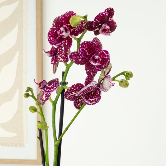 Phalaenopsis Orchid | Wildcat | Plant Gifts