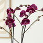 Phalaenopsis Orchid | Black Art