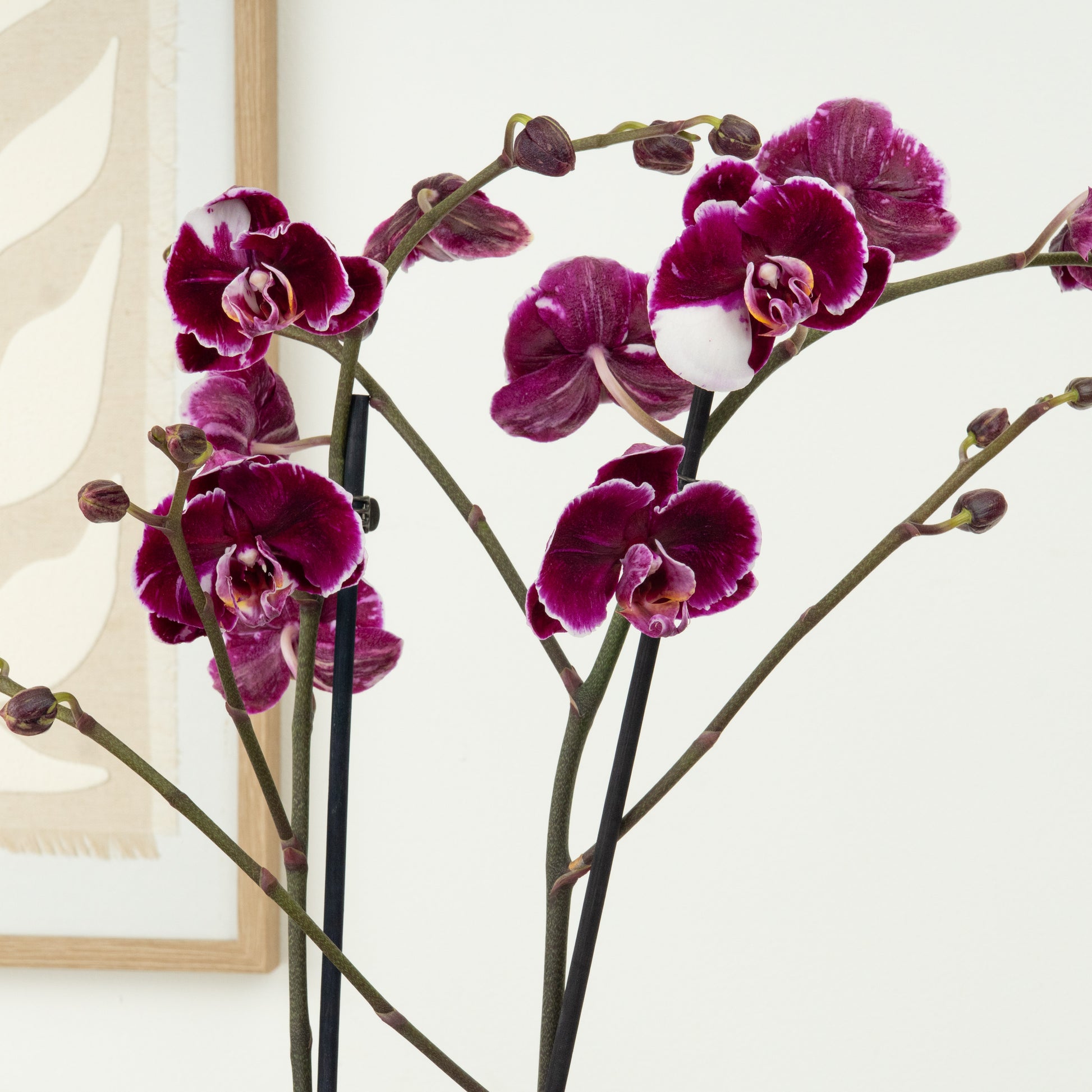 Phalaenopsis Orchid | Black Art