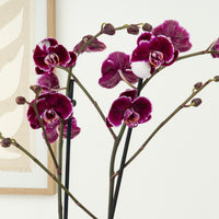 Phalaenopsis Orchid | Black Art