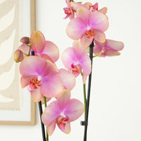 Phalaenopsis Orchid | Bledion