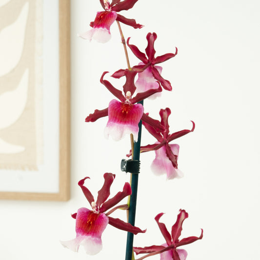 Cambria Orchid | Renaissance | Mild Fragrance | Potted Houseplants