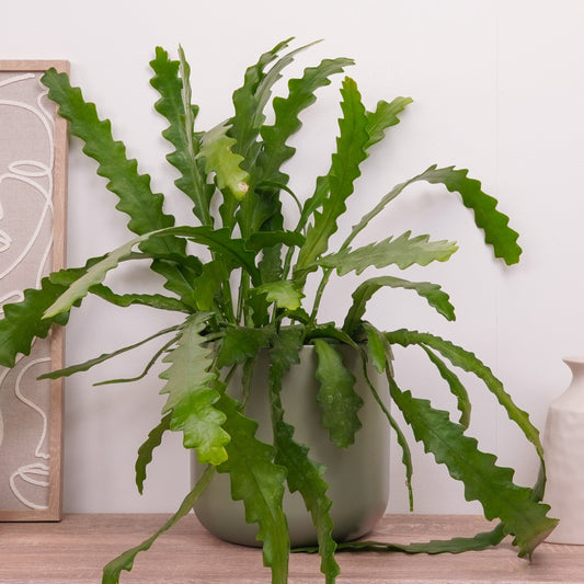 Fishbone Cactus | Amstel | Indoor Succulent Plants