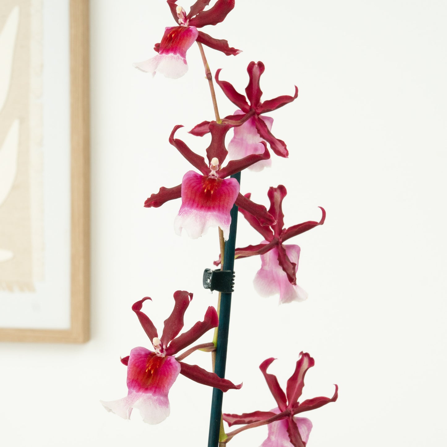 Cambria Orchid | Renaissance | Mild Fragrance