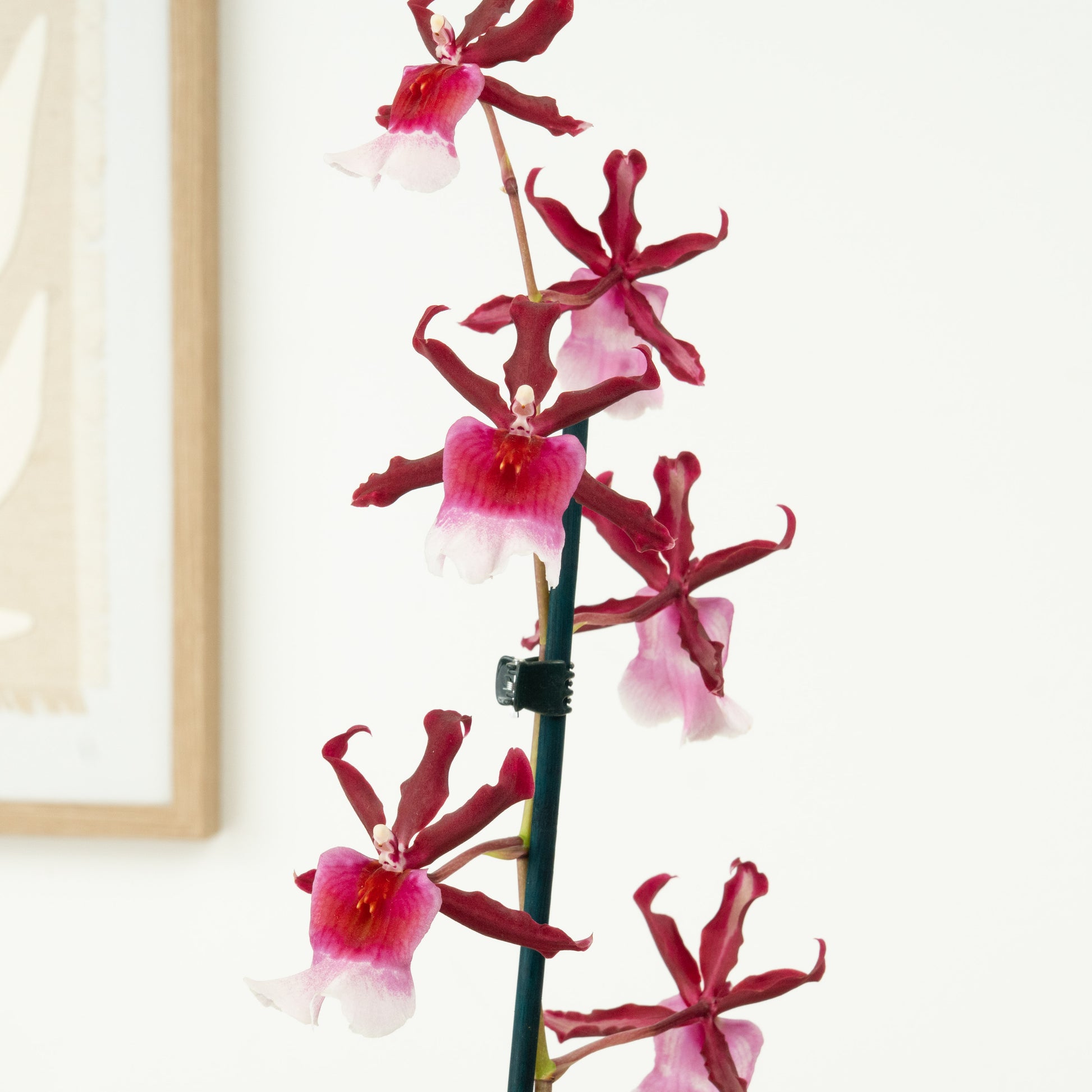 Cambria Orchid | Renaissance | Mild Fragrance