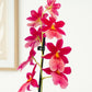 Burrageara Orchid | Nelly Isler Morelips