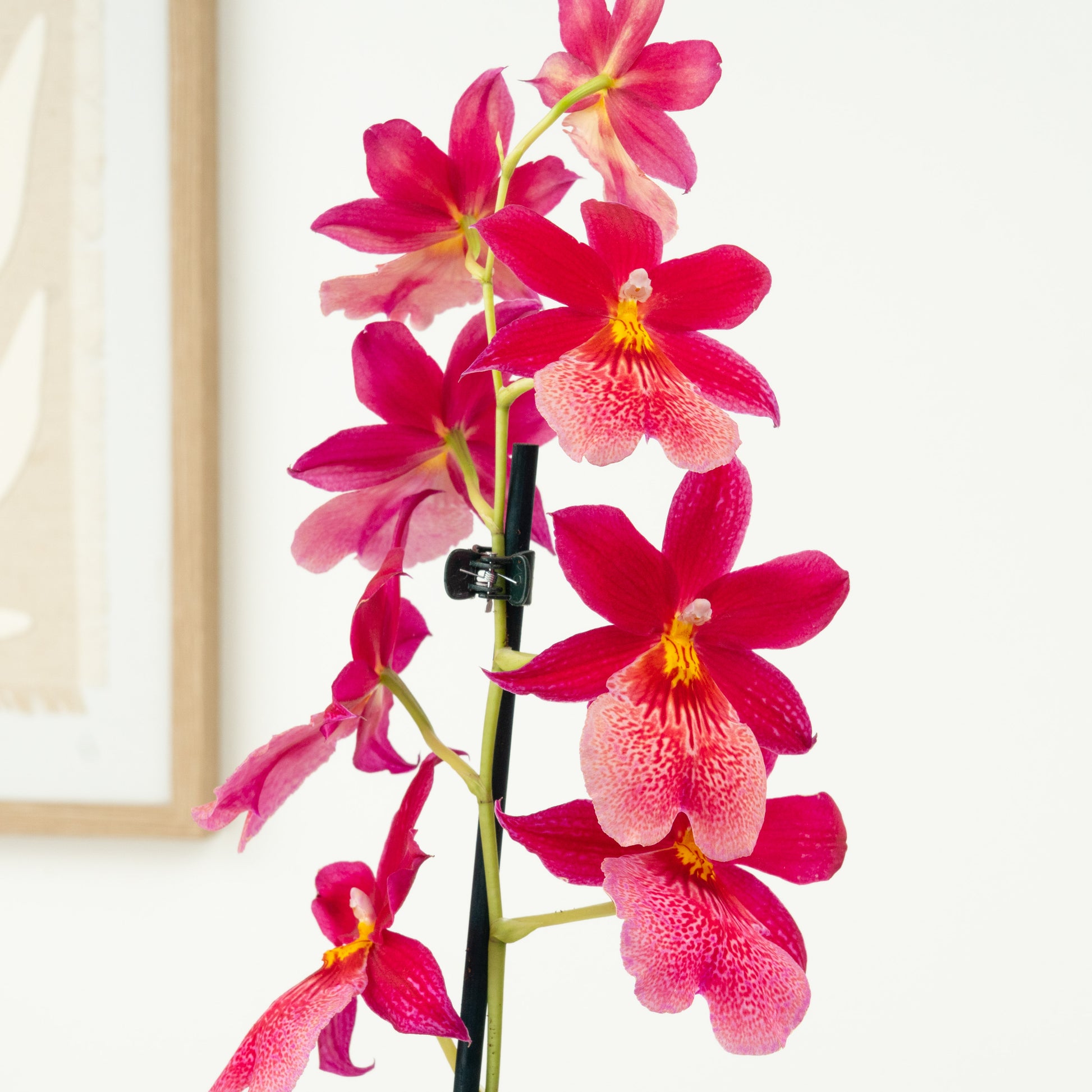 Burrageara Orchid | Nelly Isler Morelips