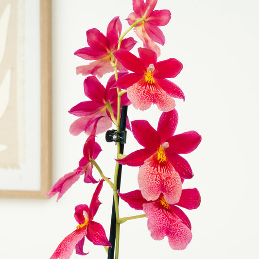 Burrageara Orchid | Nelly Isler Morelips | Indoor Plants On Sale