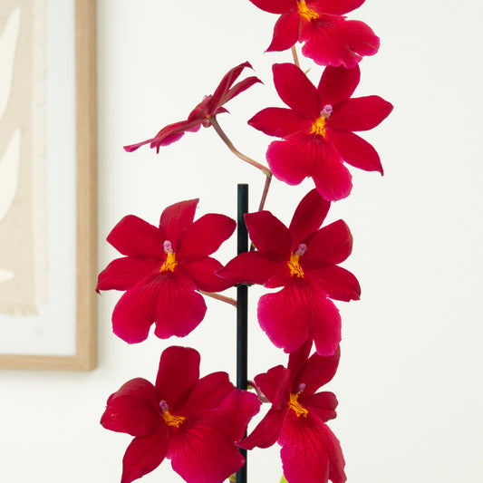 Burrageara Orchid | Nelly Isler Red Velvet | Indoor Plants On Sale