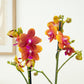 Phalaenopsis Orchid | Bolgheri