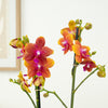 Phalaenopsis Orchid | Bolgheri
