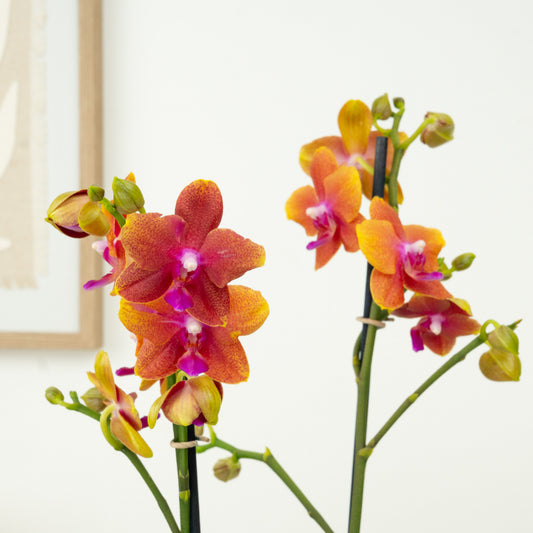 Phalaenopsis Orchid | Bolgheri | Plant Gifts