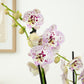 Phalaenopsis Orchid | Expressions