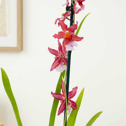 Cambria Orchid | Sparkle | 
