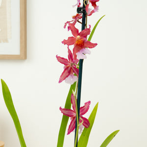Cambria Orchid | Sparkle - Indoor Plant