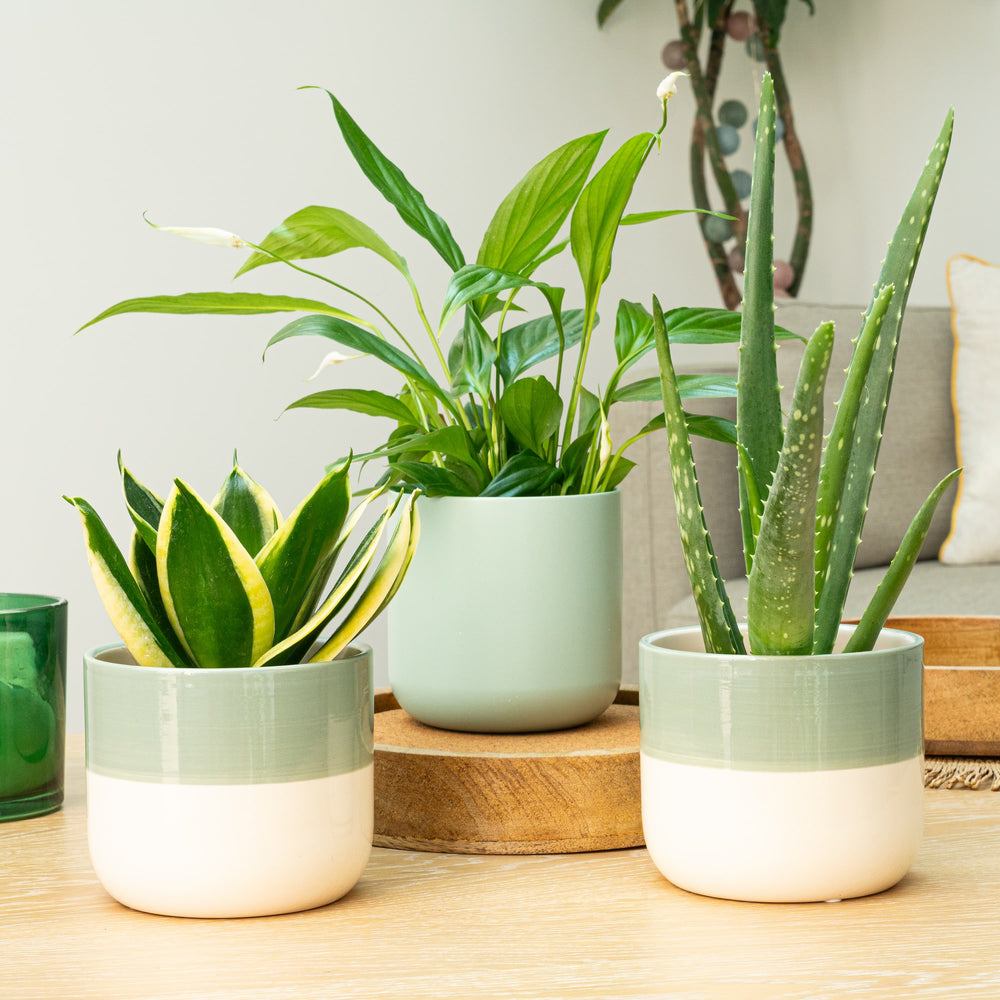 Indoor Healthy Home | Plant Bundle | 3 X PLANTS | 3 X POTS | Indoor Plant Bundle