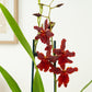 Cambria Orchid | Guyana