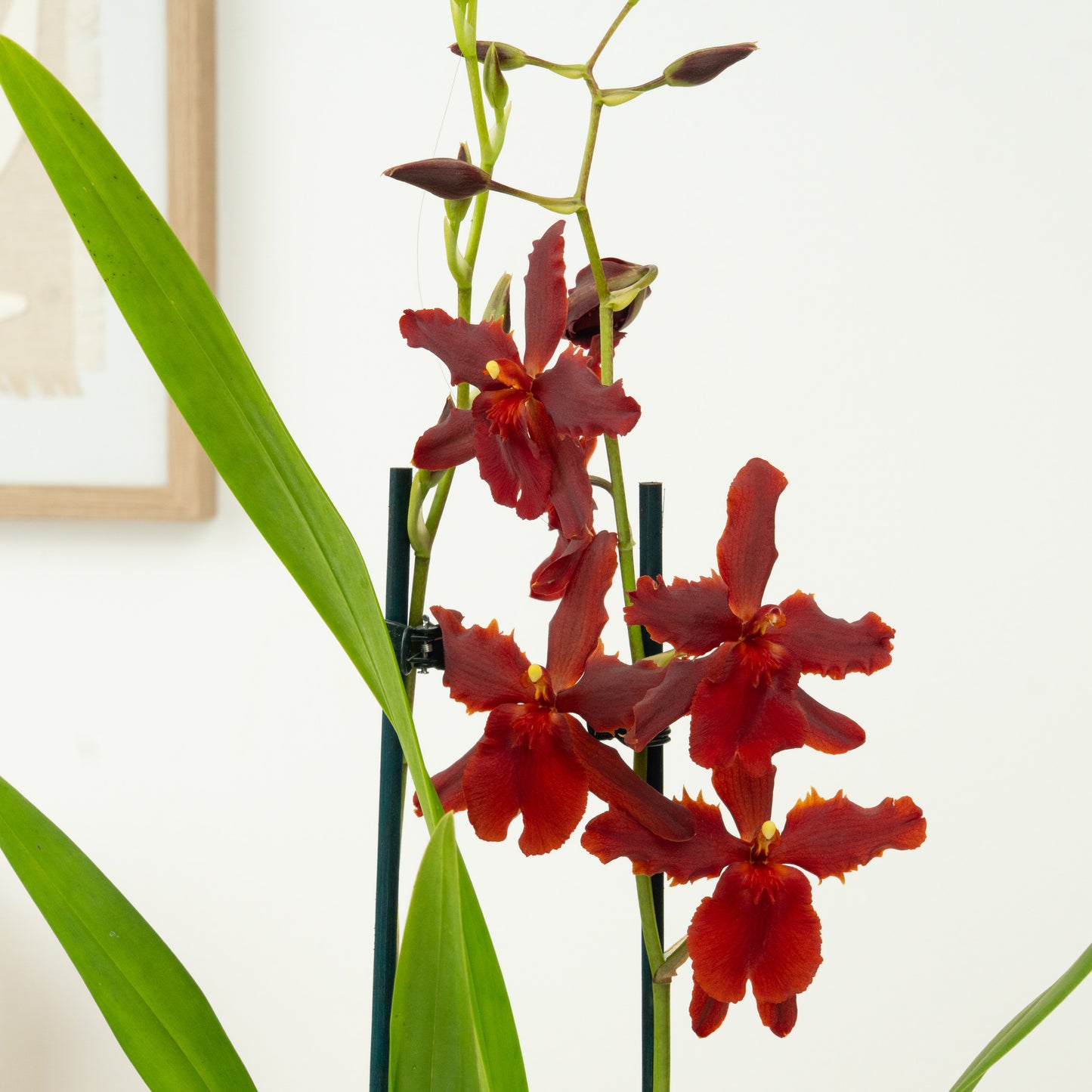 Cambria Orchid | Guyana