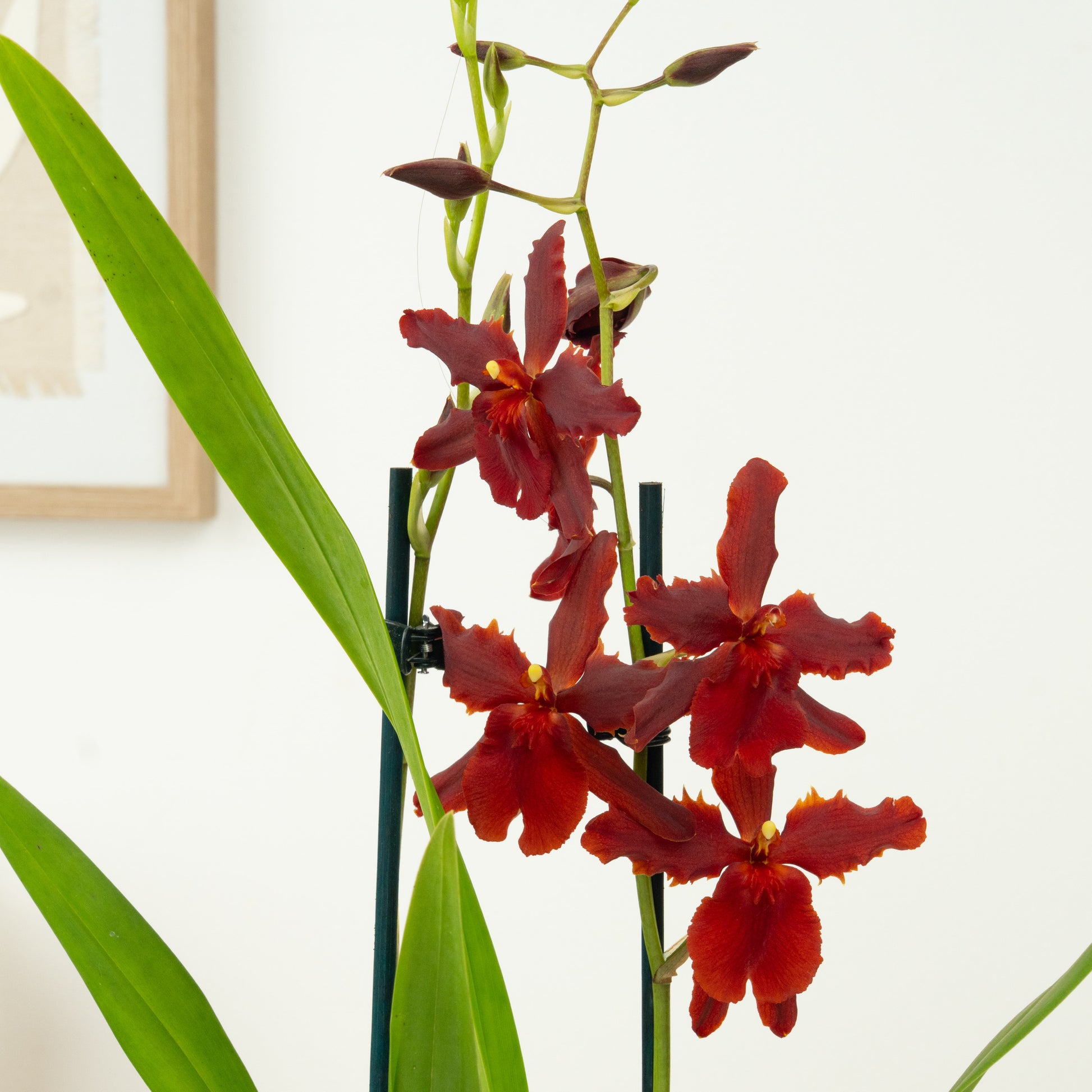 Cambria Orchid | Guyana