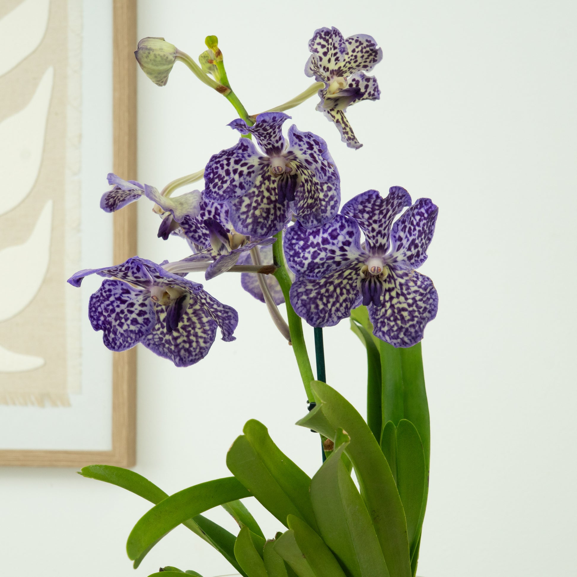 Vanda Orchid | Spotty Lavender