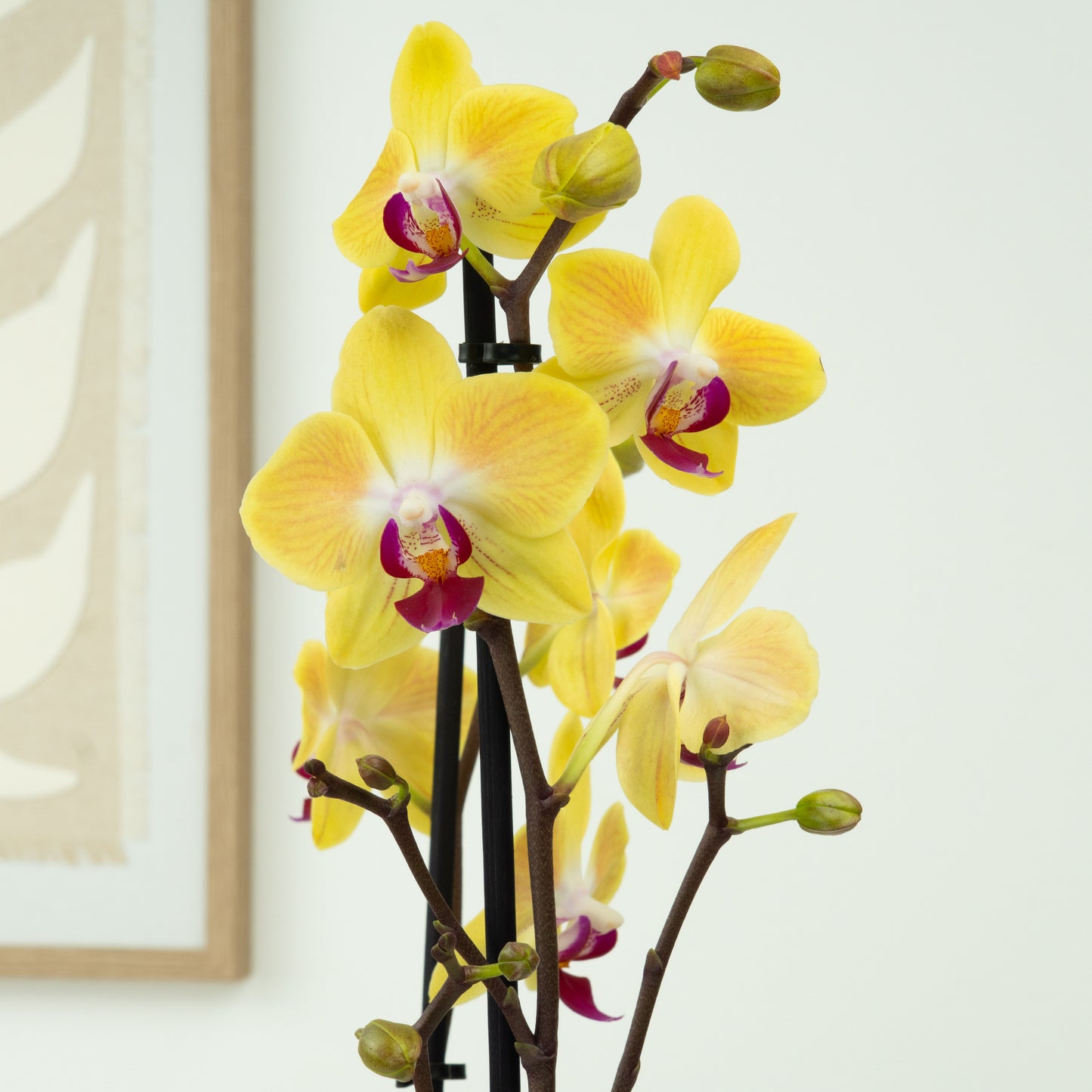 Phalaenopsis Orchid | Indonesia