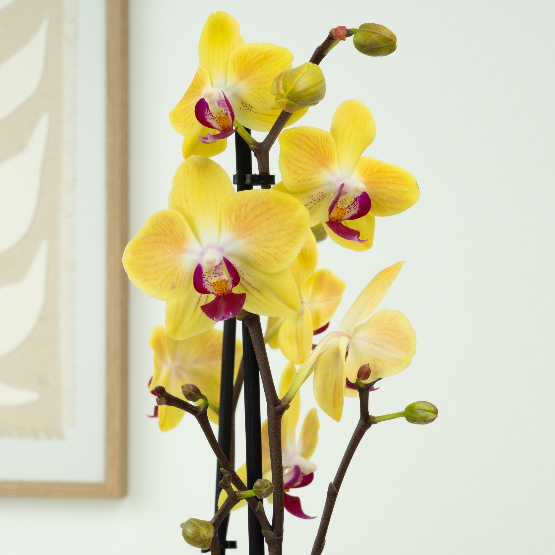 Phalaenopsis Orchid | Indonesia