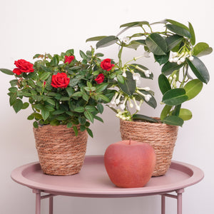 Thanks A Bunch | Plant Bundle - Indoor Plant