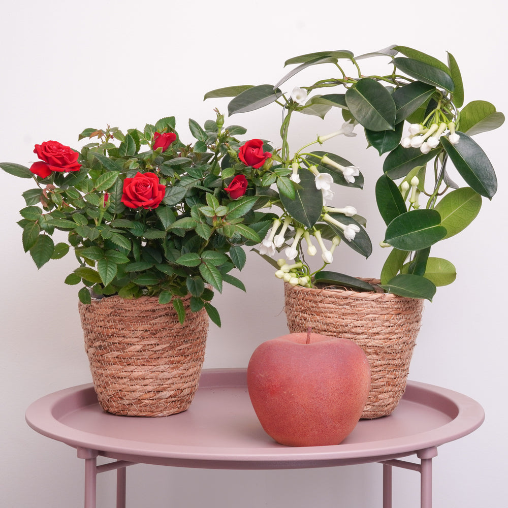 Indoor Thanks A Bunch | Plant Bundle | 2 X PLANTS | 2 X POTS | Indoor Plant Bundle