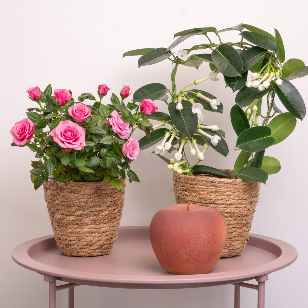 Indoor Blooming With Gratitude | Plant Bundle | 2 X PLANTS | 2 X POTS | Indoor Plant Bundle