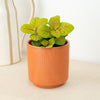 Nerve Plant | Bubble Green