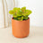 Pilea & Peperomia