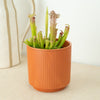 Missisippi | Trumpet Pitcher Plant | Fly Catcher