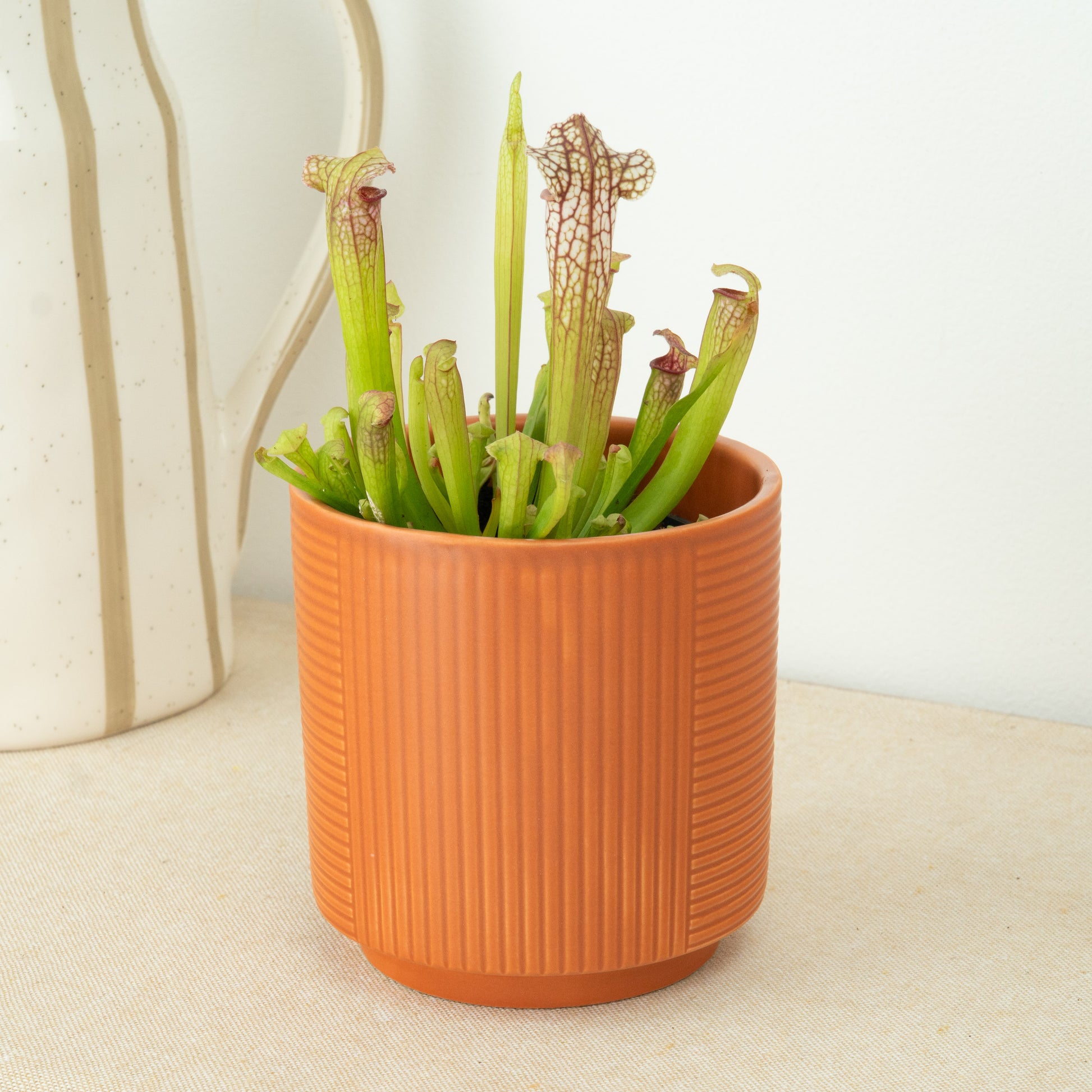 Missisippi | Trumpet Pitcher Plant | Fly Catcher