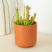 Missisippi | Trumpet Pitcher Plant | Fly Catcher
