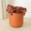 Nerve Plant | Special Red
