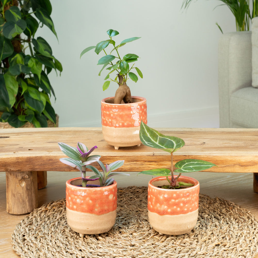 Indoor Quirky Baby | Plant Bundle | 3 X PLANTS | 3 X POTS | Indoor Plant Bundle