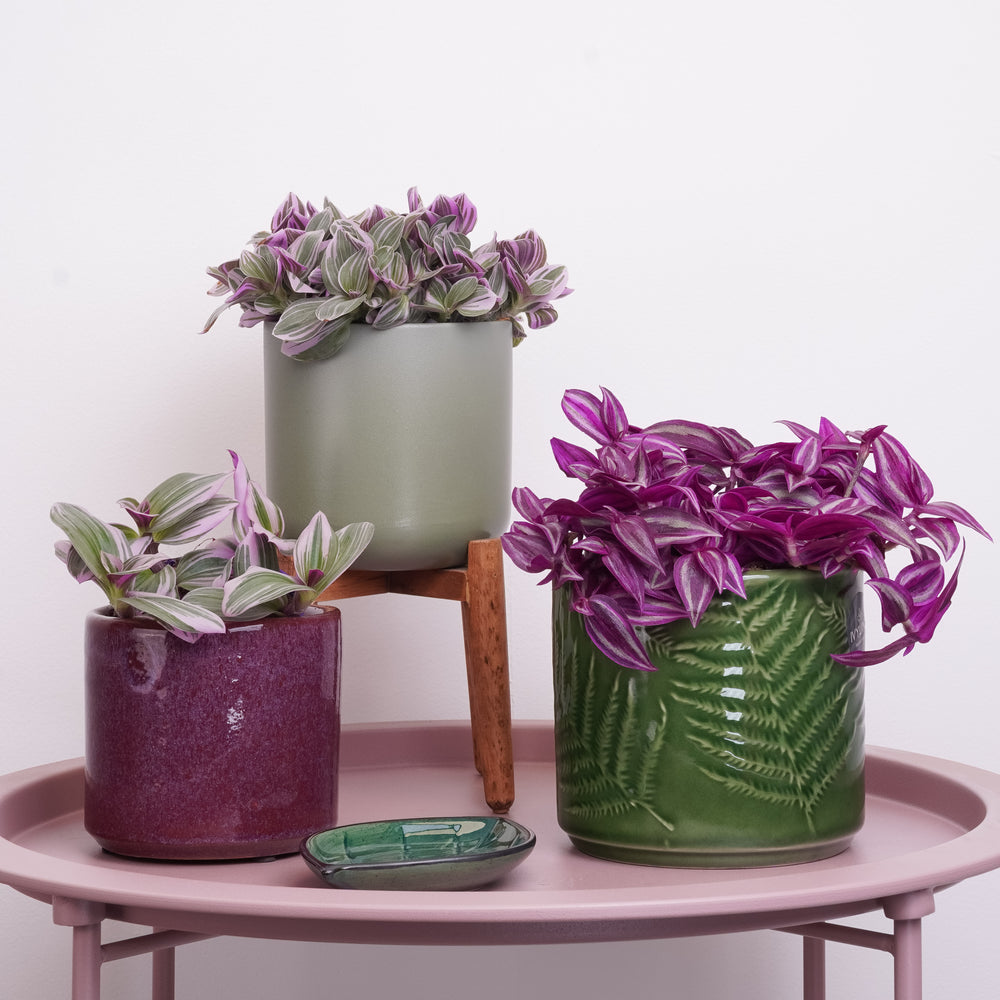 Indoor Wandering Hues | Plant Bundle | 3 X PLANTS | 3 X POTS | Indoor Plant Bundle