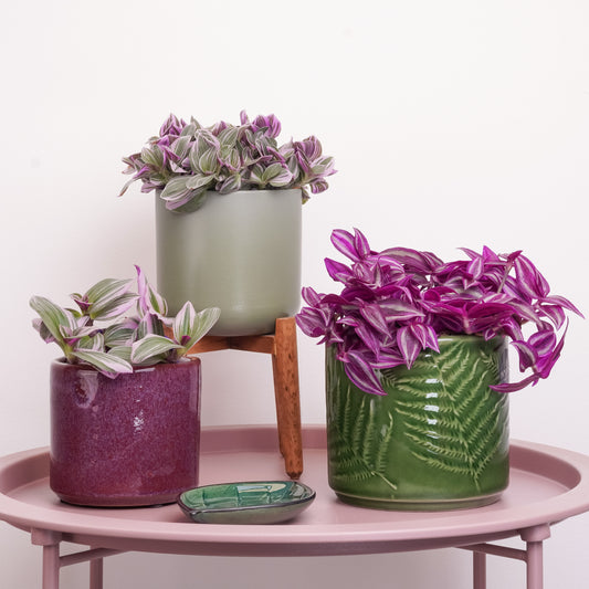 Wandering Hues | Plant Bundle | 