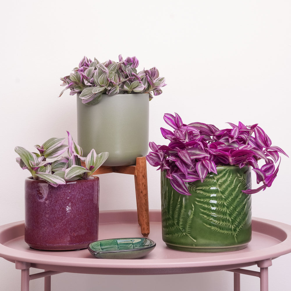 Indoor Wandering Hues | Plant Bundle | 3 X PLANTS | 3 X POTS | Indoor Plant Bundle