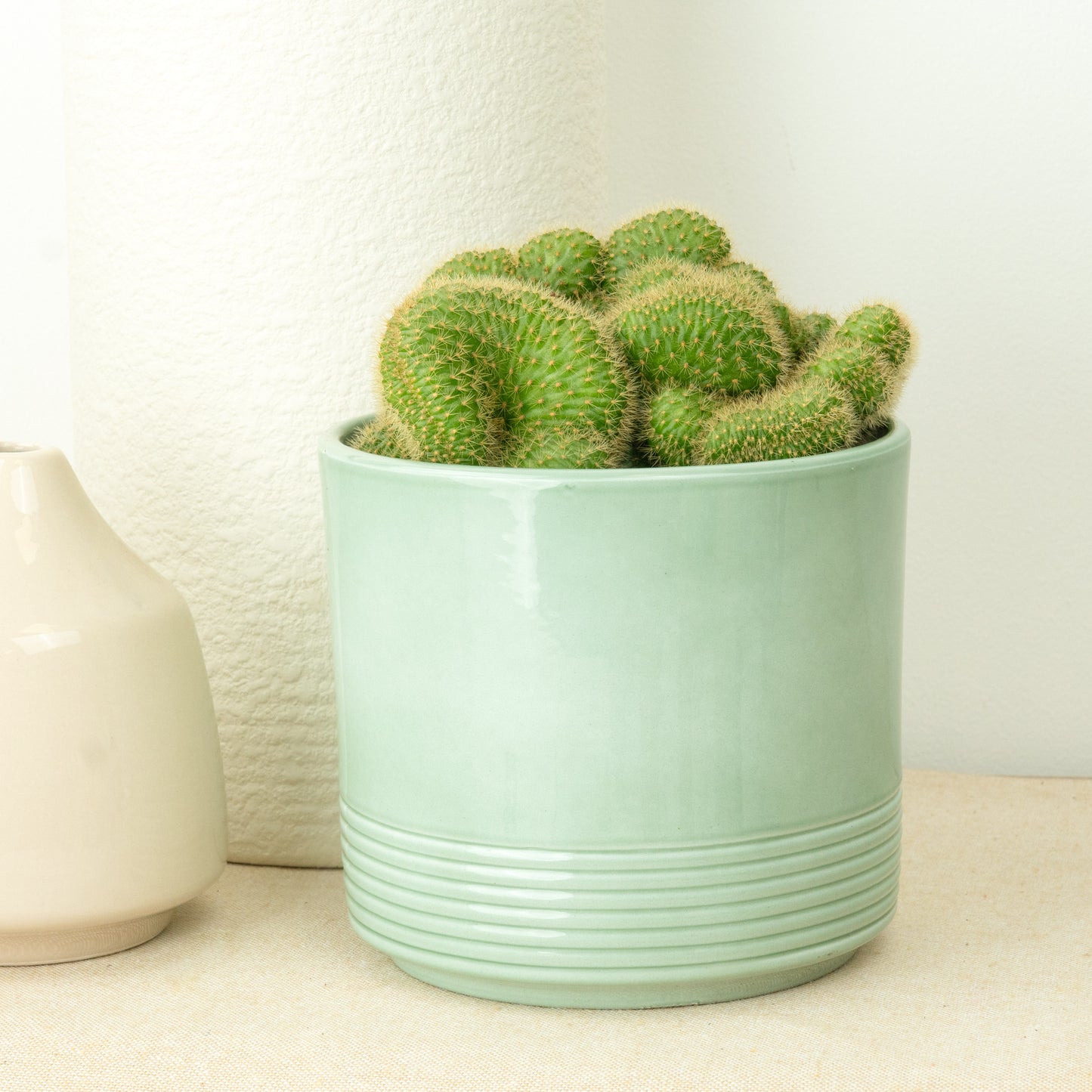 Brain Cactus | Crested Golden Rat Tail