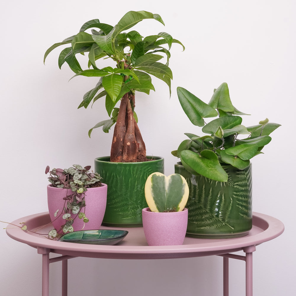 Indoor Keep Growing | Plant Bundle | 4 X PLANTS | 4 X POTS | Indoor Plant Bundle