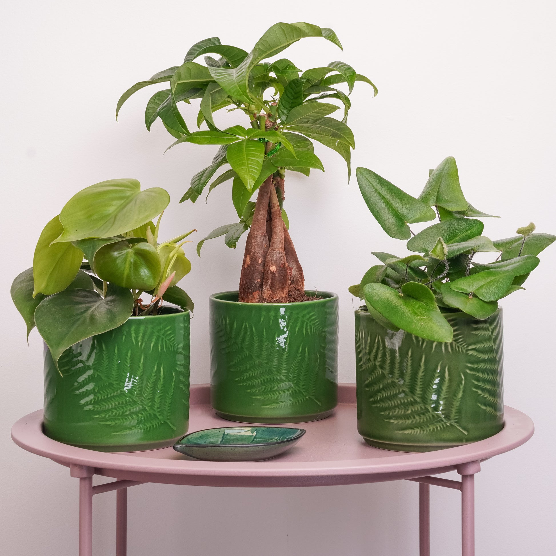 Green Crush | Plant Bundle
