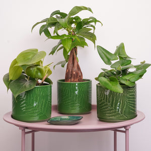 Green Crush | Plant Bundle - Indoor Plant