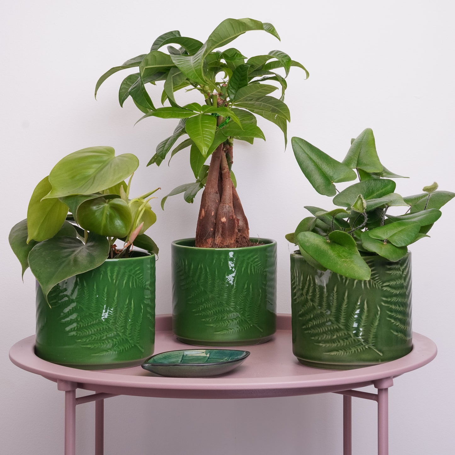 Green Crush | Plant Bundle