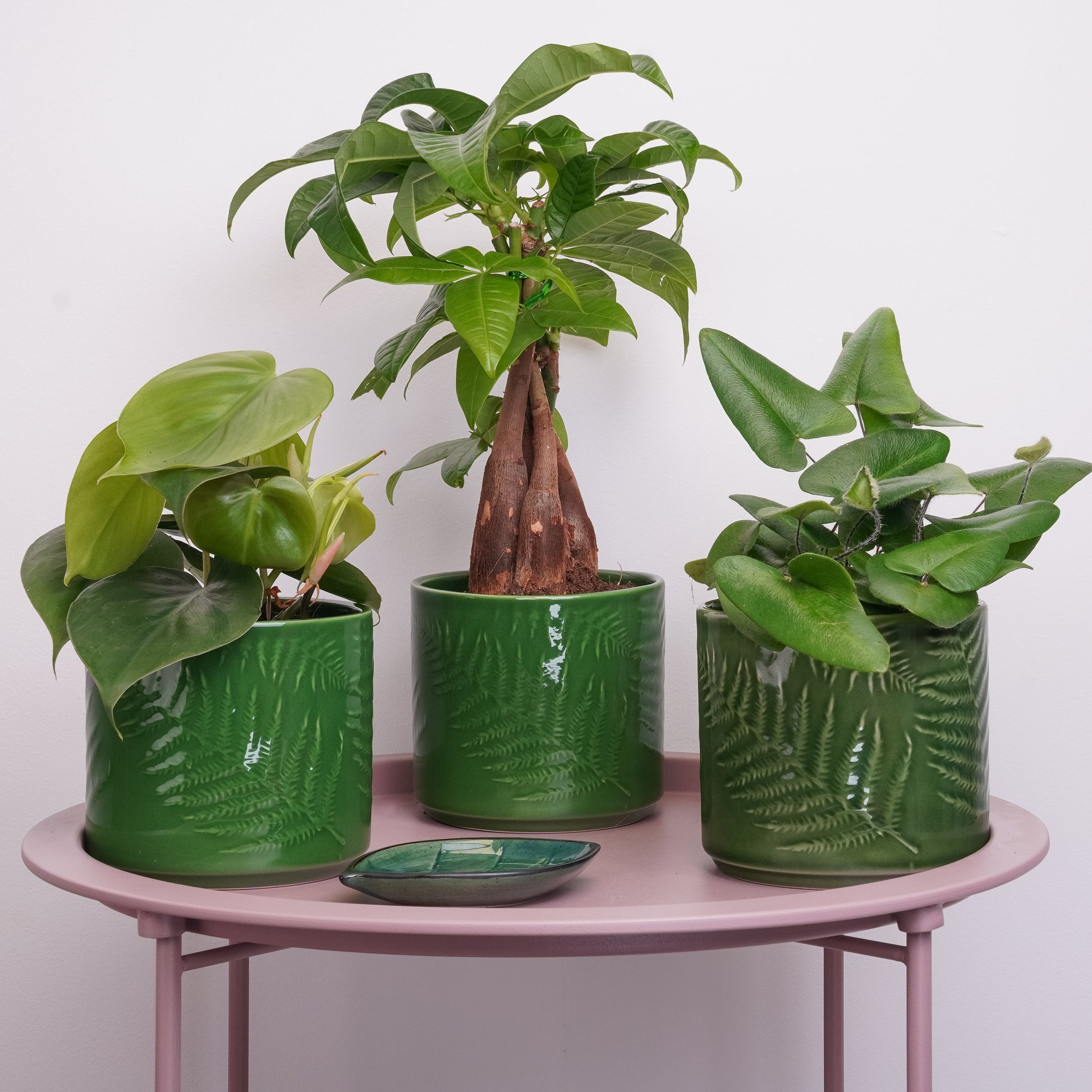 Green Crush | Plant Bundle