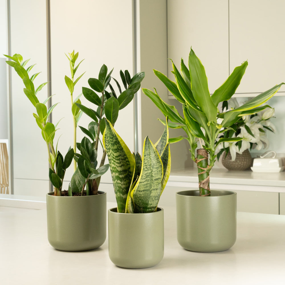 Indoor Unkillable | Plant Bundle | 3 X PLANTS | 3 X POTS | Indoor Plant Bundle