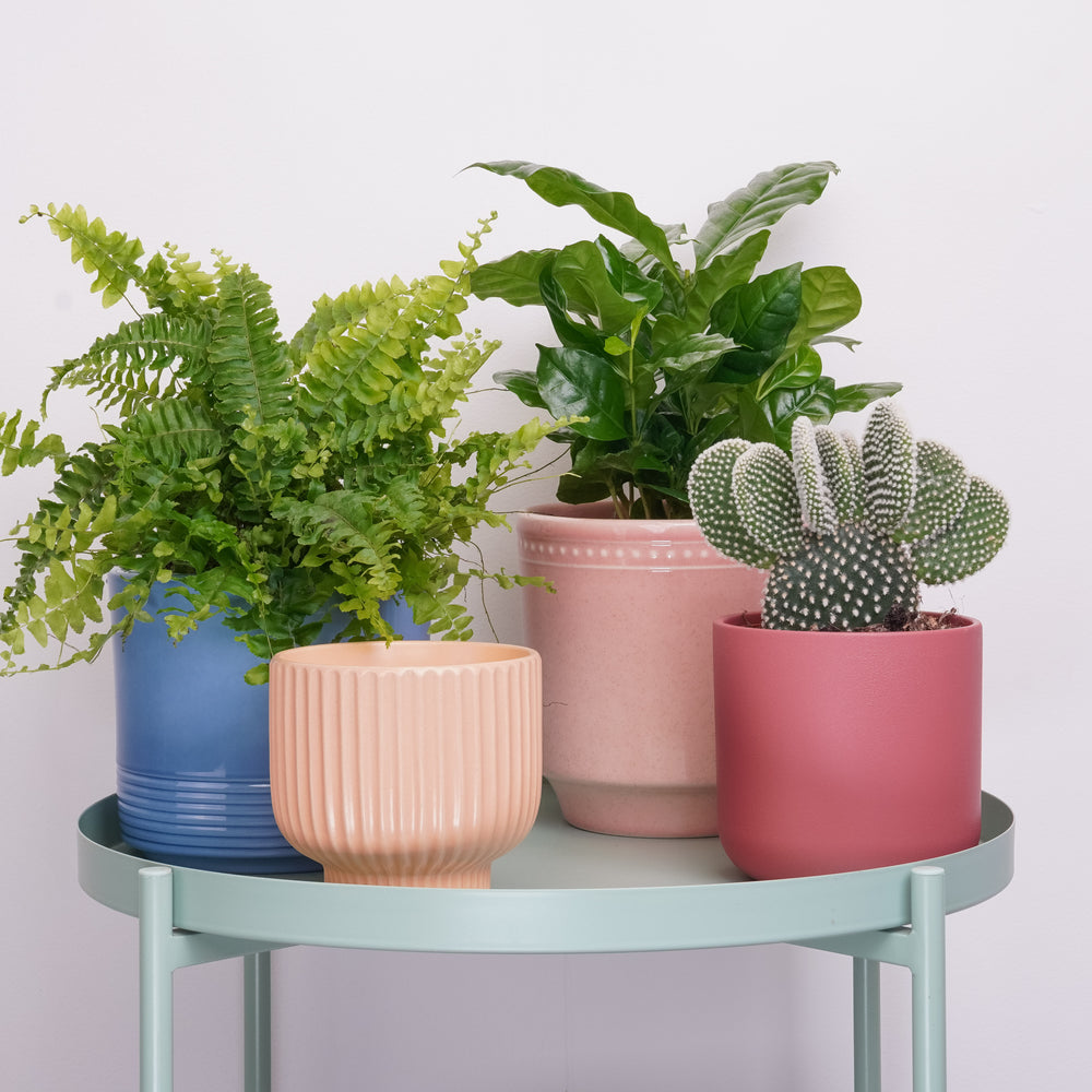 Indoor Some Bunny Loves You | Plant Bundle | 3 X PLANTS | 3 X POTS | Indoor Plant Bundle